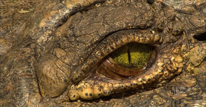 National Geographic Wild Celebrates Africa’s Iconic Wildlife with Special August Programming