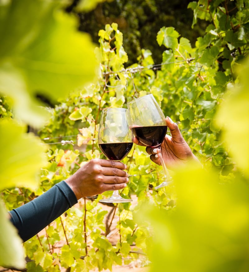 The 2026 Wine Harvest Commemorative Event Marks 367 Years of South African Wine Excellence