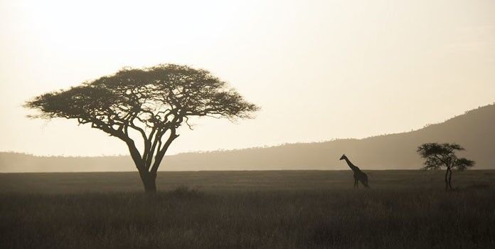 Immigration News from Africa - July 2023